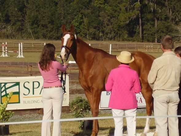 Nemo at Ocala CCI** 2007