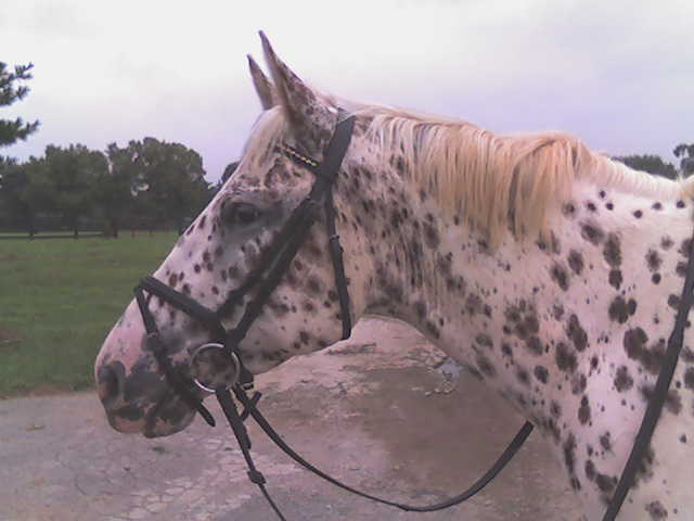 Ziggy